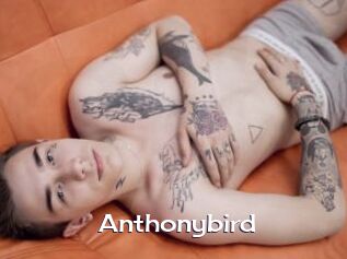 Anthonybird