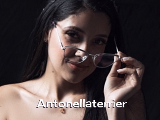 Antonellaterrier