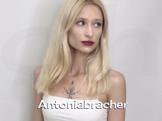 Antoniabracher