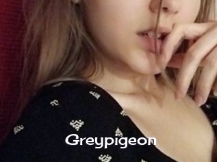 Greypigeon