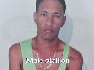 Male_stallion